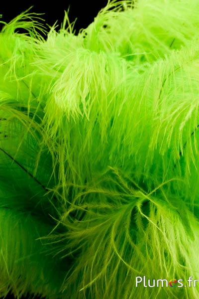 Autruche - 30-40 cm - lime